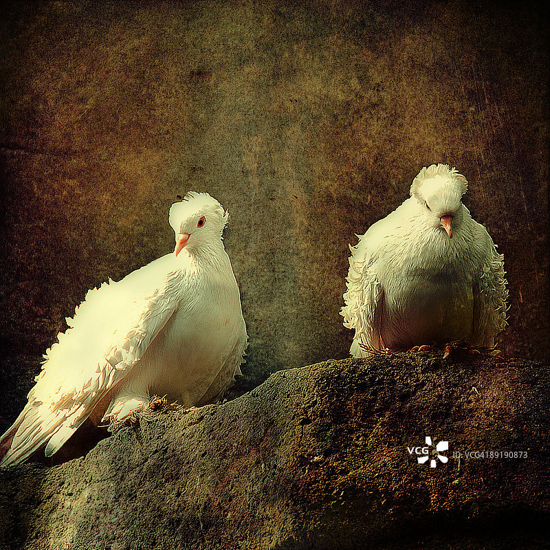 扇尾鸽图片素材