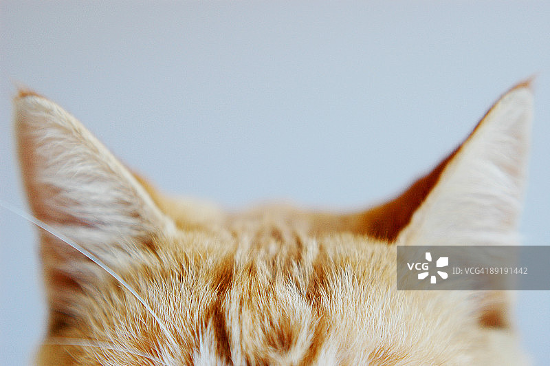 猫耳朵图片素材