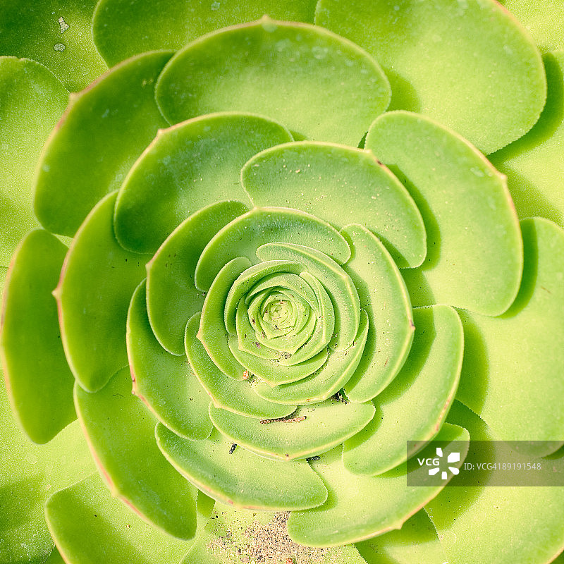 几何植物图片素材