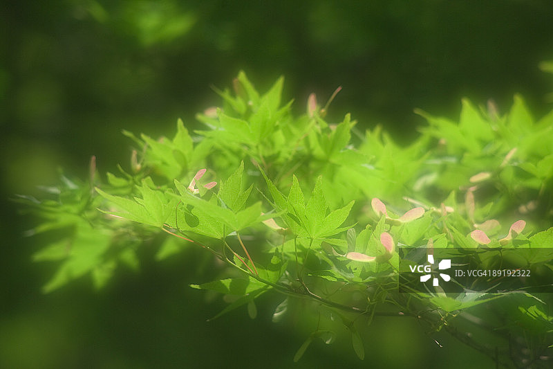 清新绿色图片图片素材