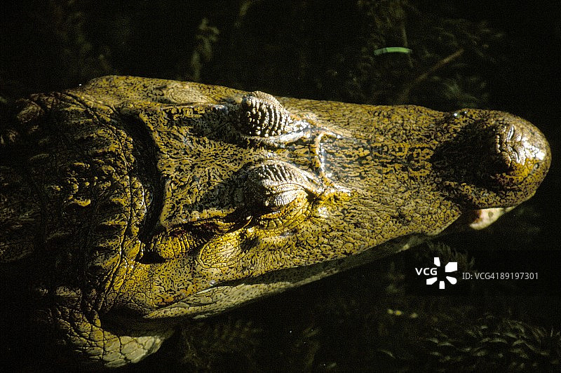 普通凯门鳄头部特写，查格雷斯河，索韦拉尼亚森林国家公园，甘博亚，巴拿马，中美洲图片素材