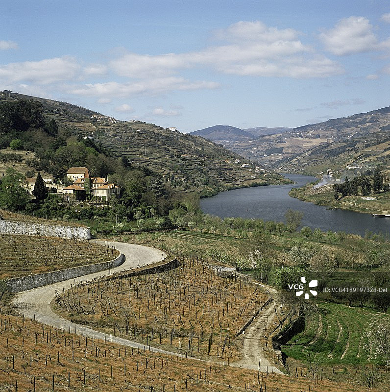 葡萄牙雷瓜附近 Quinta do Mourao 的葡萄园图片素材