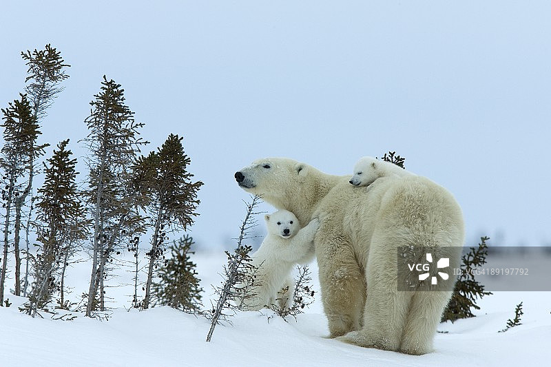 瓦普斯克国家公园的北极熊妈妈和双胞胎幼崽图片素材