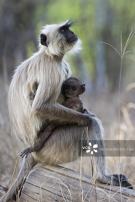 印度班达夫加尔老虎保护区，和幼崽在一起的普通叶猴图片素材