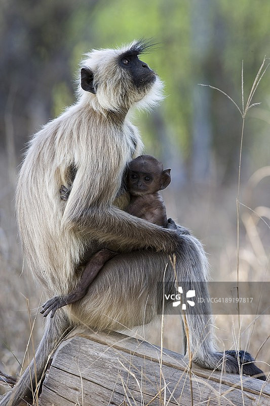 印度班达夫加尔老虎保护区，和幼崽在一起的普通叶猴图片素材