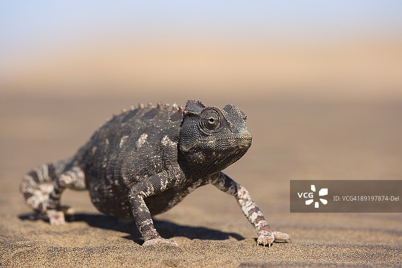 纳米比亚沙漠的Namaqua变色龙图片素材