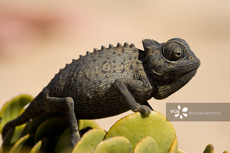 纳米比亚沙漠的Namaqua变色龙图片素材