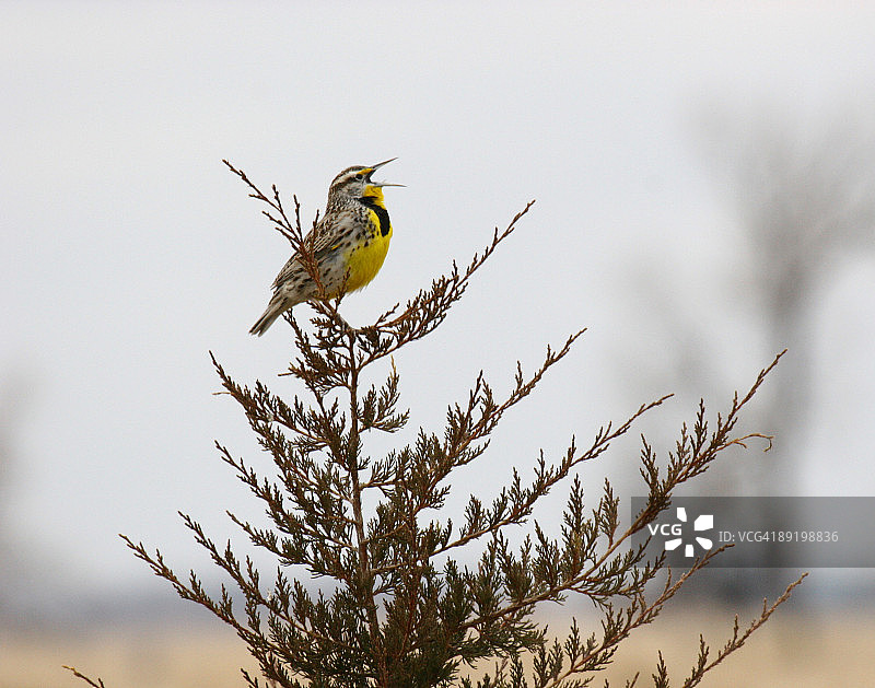 草地鹨图片素材