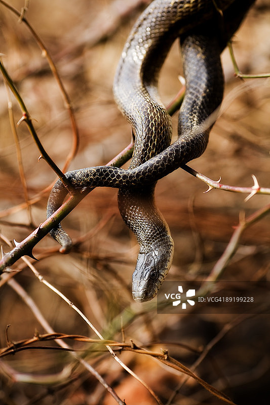 令人毛骨悚然图片素材