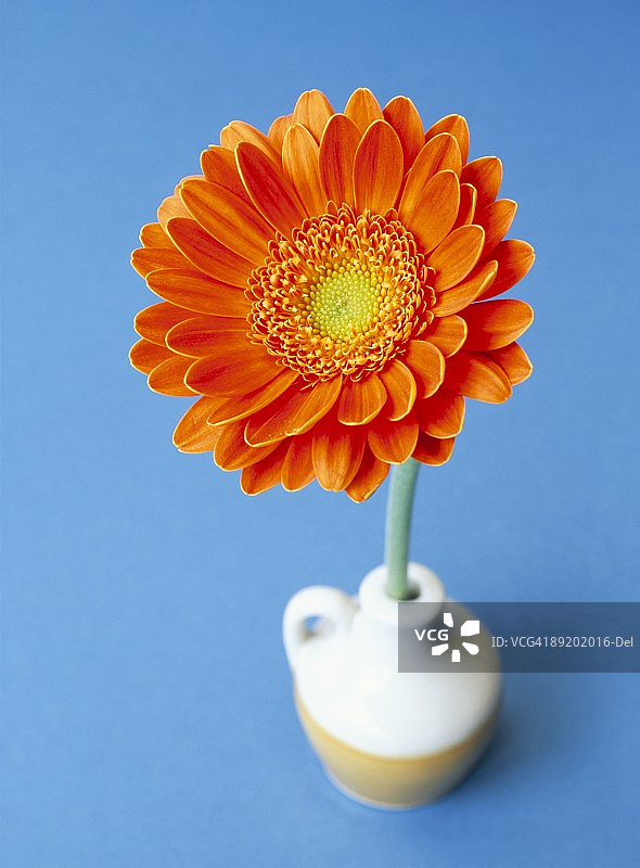 蓝色背景上的橙色非洲菊图片素材