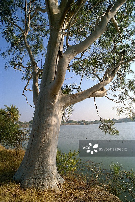 印度拉贾斯坦邦迪奥加尔桉树图片素材