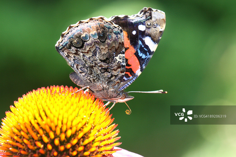 松果菊上的蝴蝶特写图片素材
