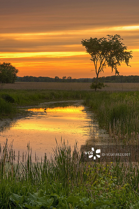 日落与苍鹭图片素材