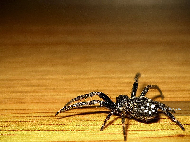 室内虫子图片素材