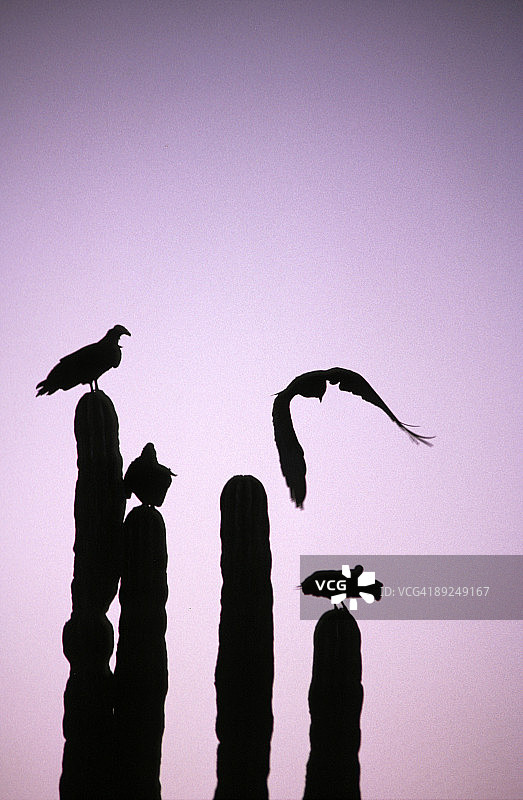 下加利福尼亚州的日落图片素材