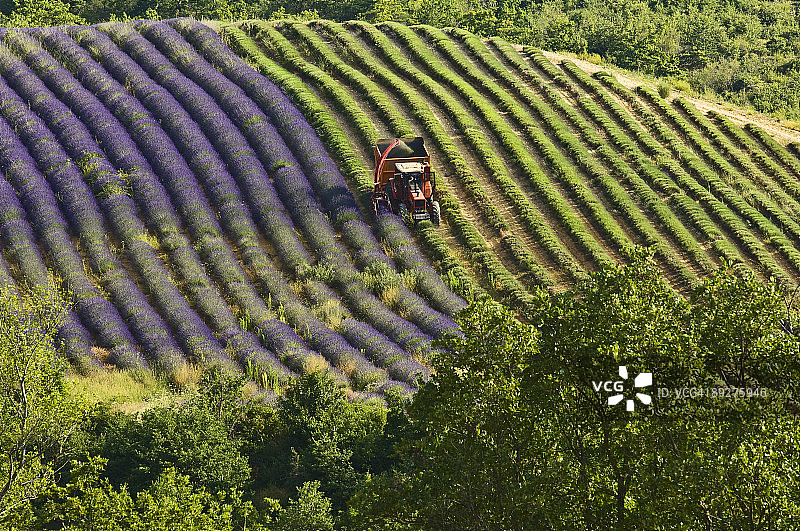 法国普罗旺斯薰衣草收割图片素材