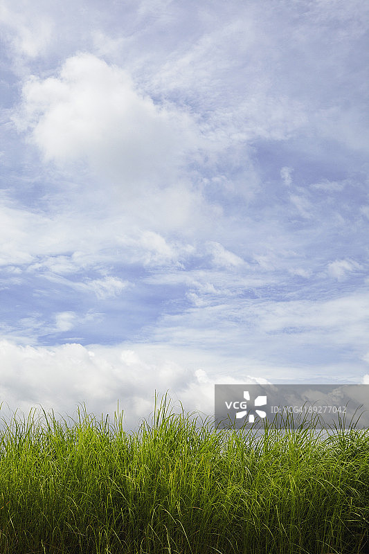 菲律宾白茅草图片素材