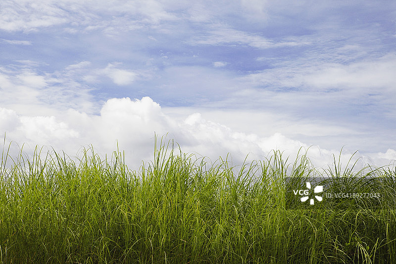 菲律宾白茅草图片素材