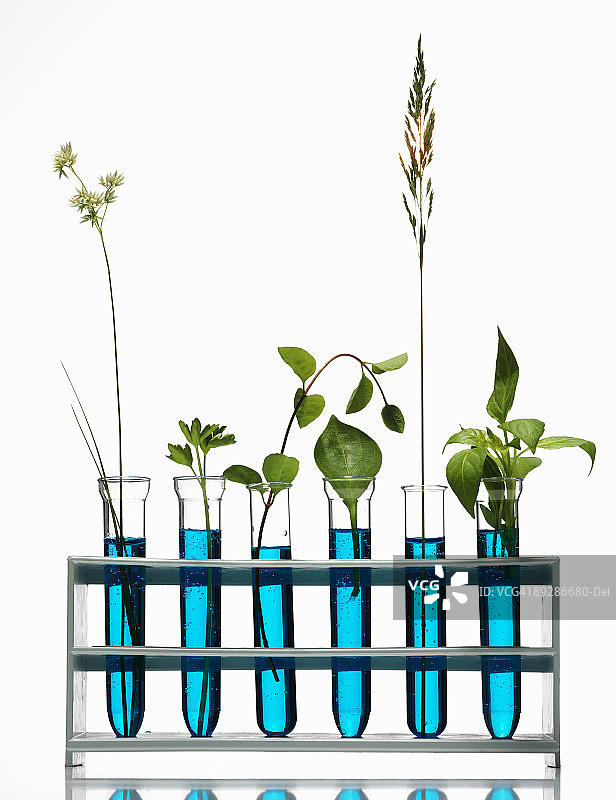 实验室中的植物图片素材