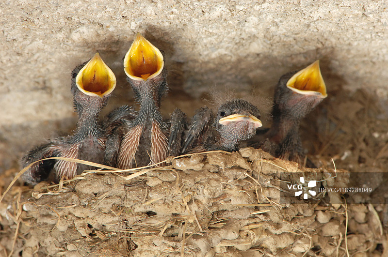 家燕幼鸟图片素材