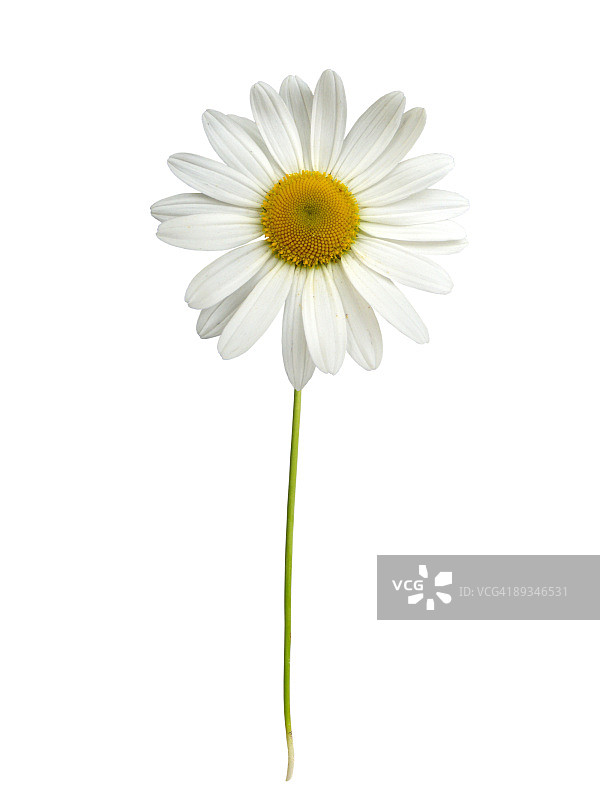 带茎的白色雏菊图片素材