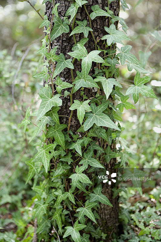 攀爬树木的常春藤图片素材