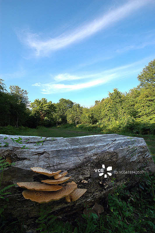 梅登黑德灌木丛图片素材