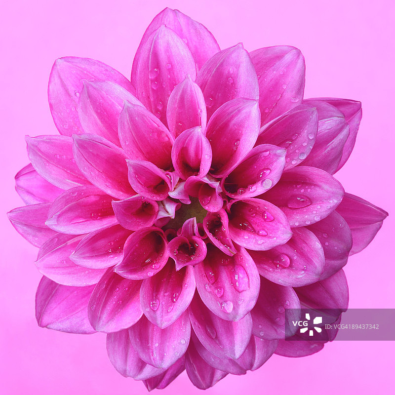 粉色背景上的粉色大丽花特写图片素材