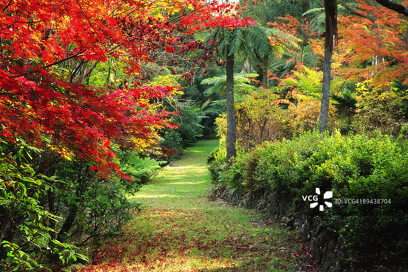 秋季花园中的小路图片素材