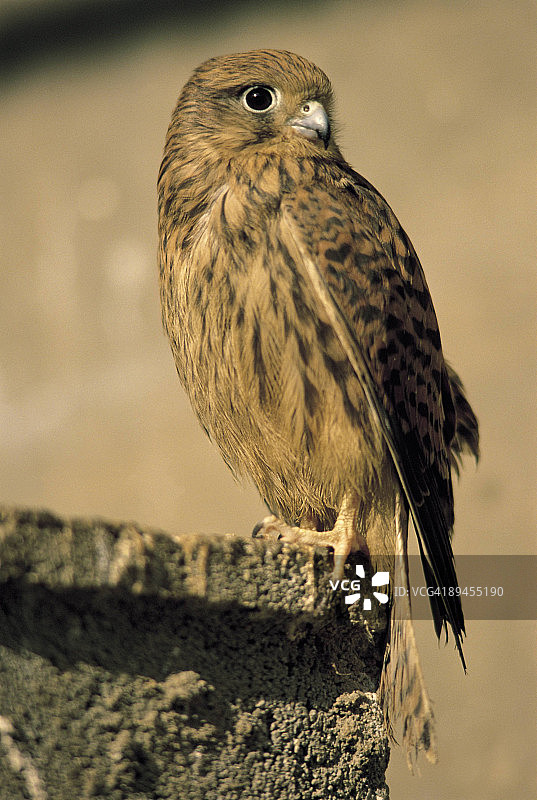 岩石上的红隼图片素材