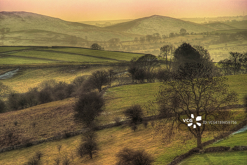 香芹干草图片素材