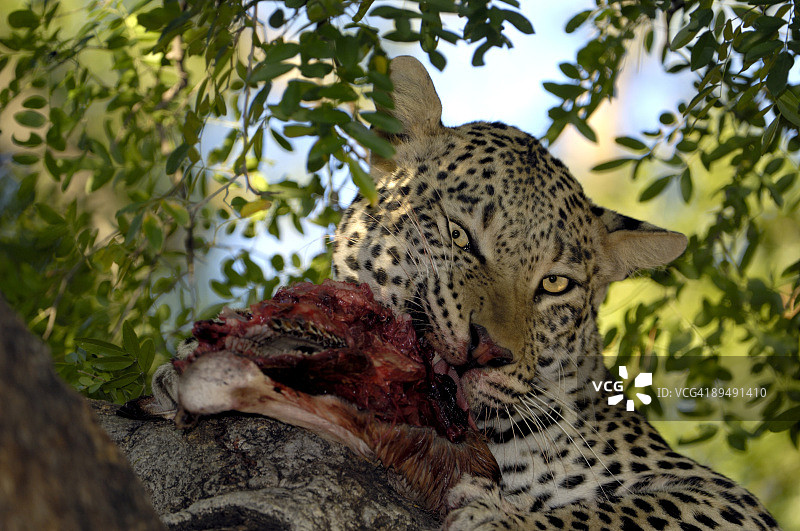 猎杀猎物的雄性豹图片素材