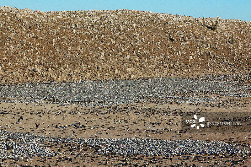 优雅的燕鸥和海鸥筑巢图片素材