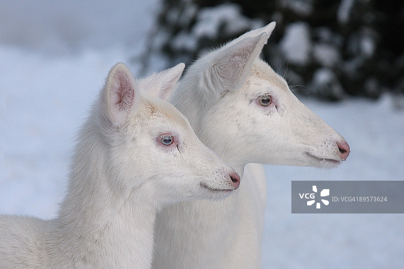 两只白尾鹿图片素材