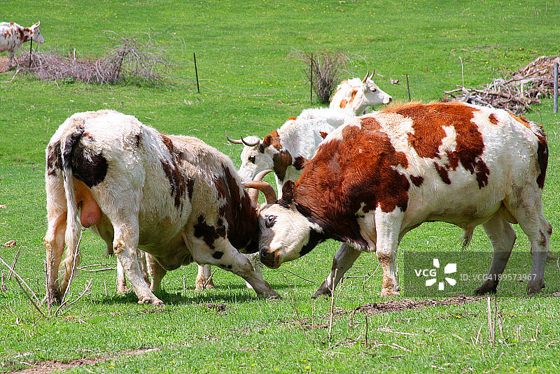 公牛搏斗图片素材