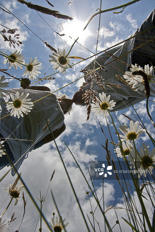 雏菊花丛中图片素材