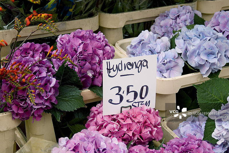 街边市场上的绣球花图片素材