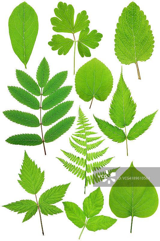 不同叶子类型的马赛克图片素材