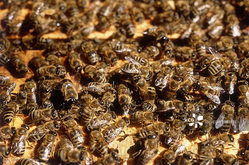 蜜蜂特写图片素材