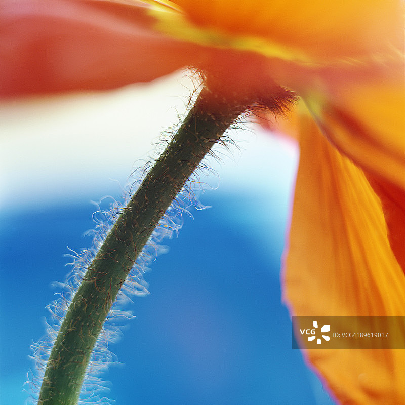 模糊的花茎图片素材