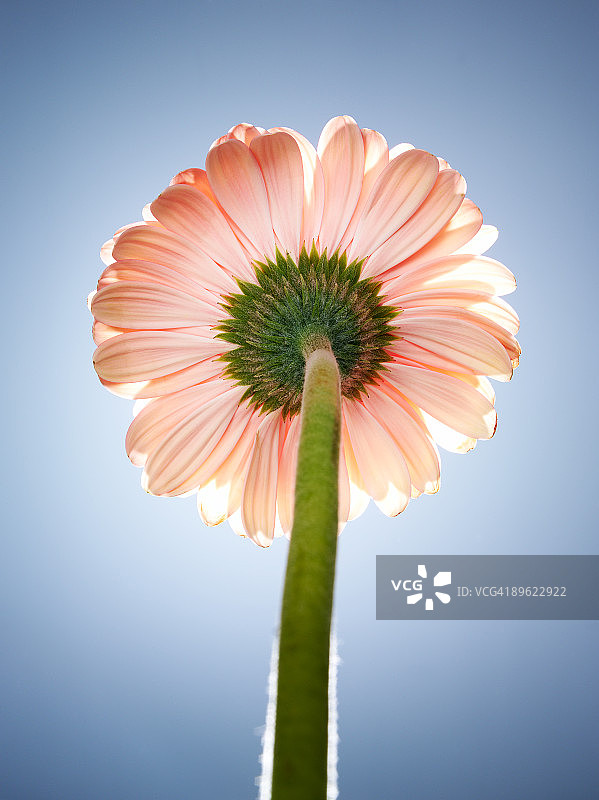 阳光下的粉红色非洲菊图片素材