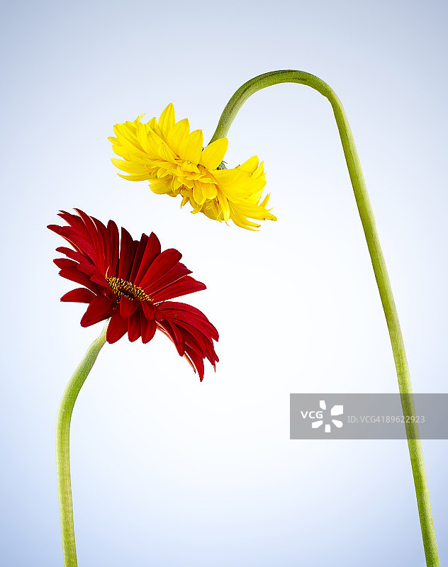 两朵非洲菊特写图片素材