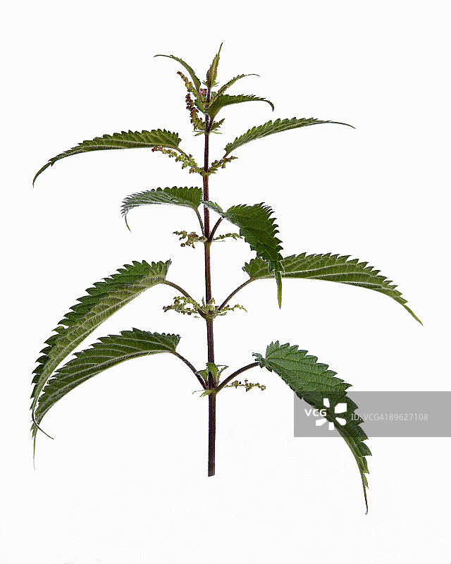 带雄花的荨麻图片素材