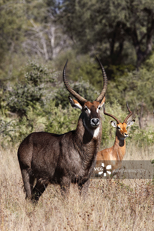 非洲羚羊图片素材