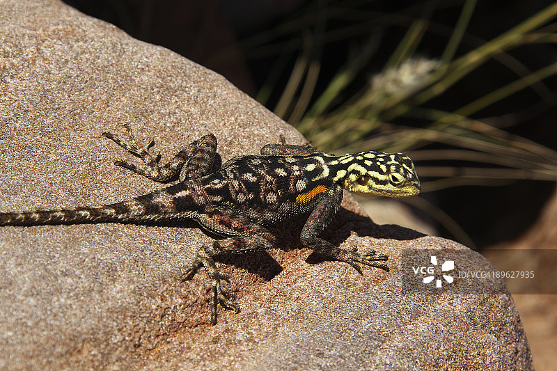 沙漠蜥蜴图片素材