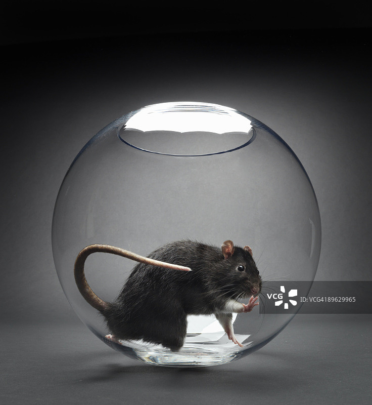 玻璃碗里的黑鼠向外看图片素材