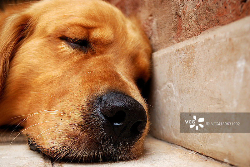 正在睡觉的金毛犬，特写图片素材
