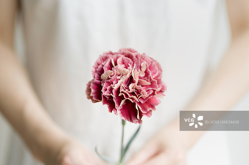 手持康乃馨的女人图片素材