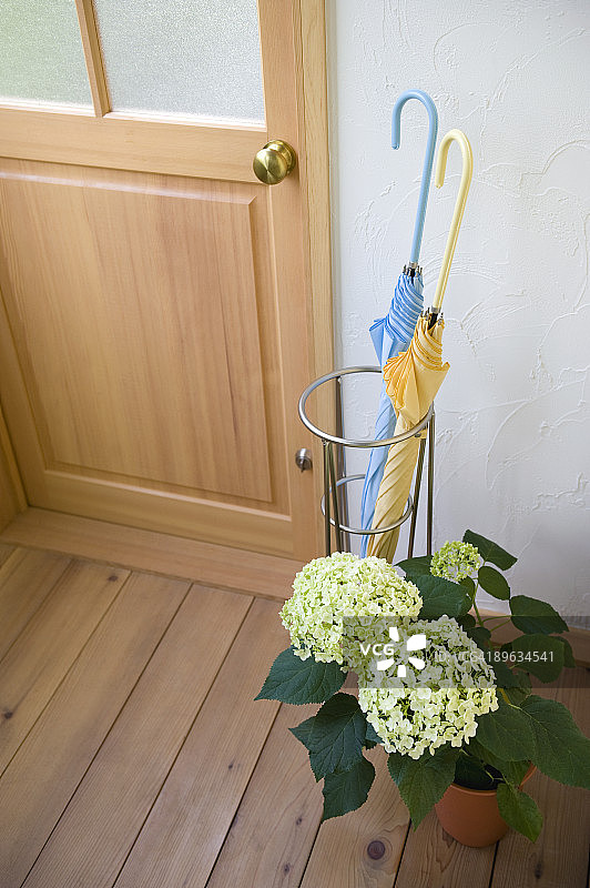 门前的雨伞架和绣球花图片素材