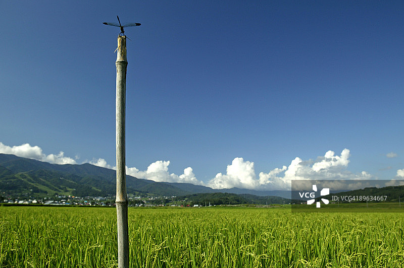 稻田里的蜻蜓图片素材